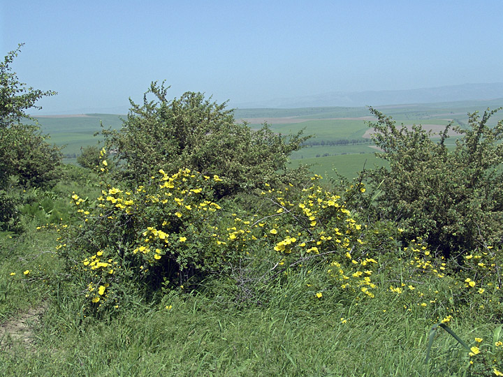 Image of Rosa kokanica specimen.