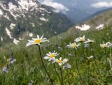 Tripleurospermum caucasicum