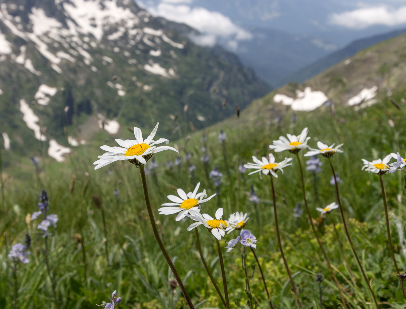 Изображение особи Tripleurospermum caucasicum.