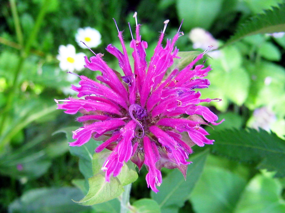 Image of Monarda fistulosa specimen.