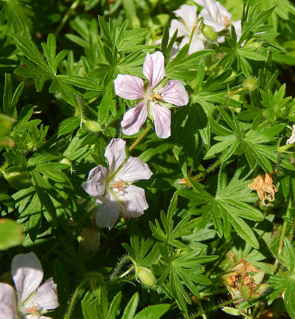Image of Geranium sanguineum specimen.