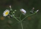 Sonchus oleraceus