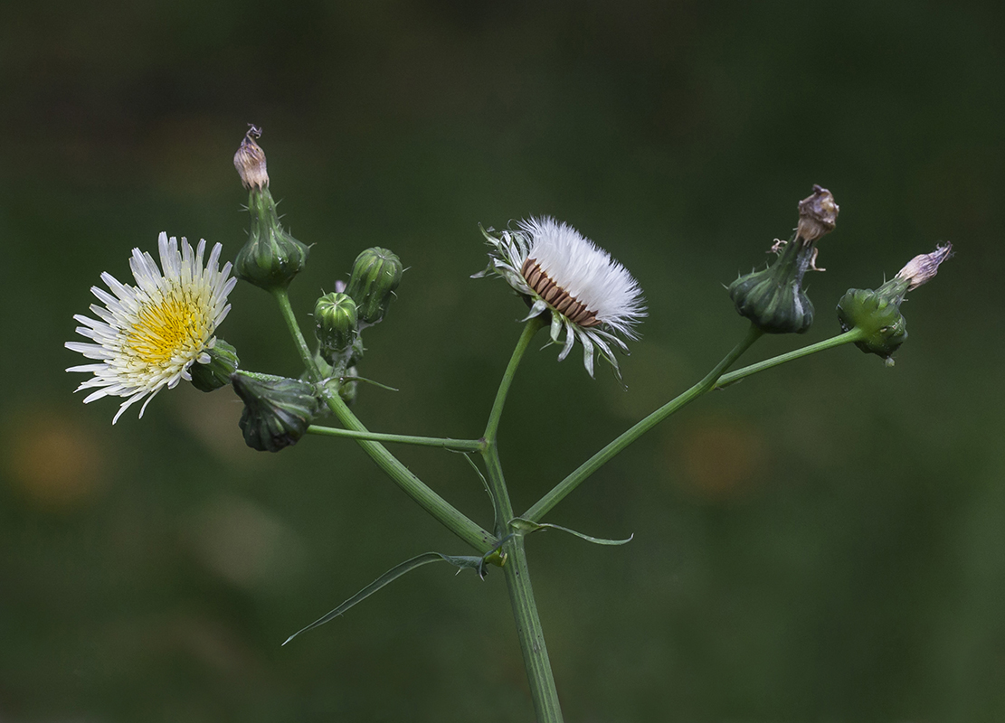 Изображение особи Sonchus oleraceus.