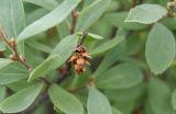 Myrica tomentosa. Соплодие и части побегов. Камчатский край, Петропавловск-Камчатский, оз. Медвежье, кустарниковые заросли. 29.07.2019.