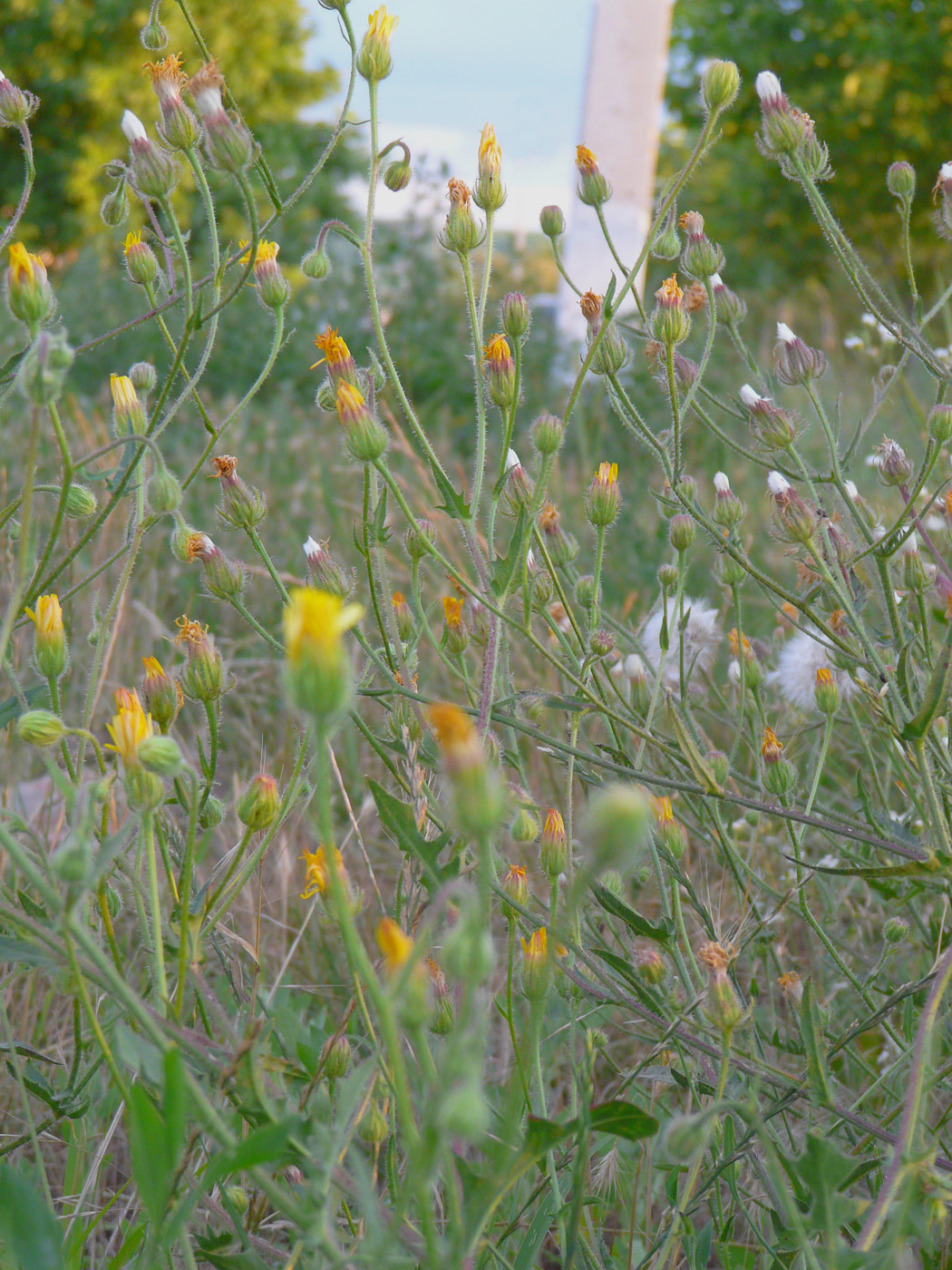 Image of Crepis rhoeadifolia specimen.