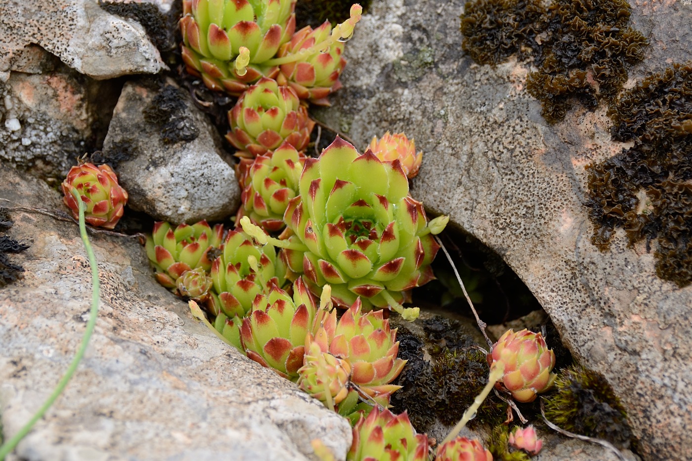 Изображение особи Sempervivum caucasicum.