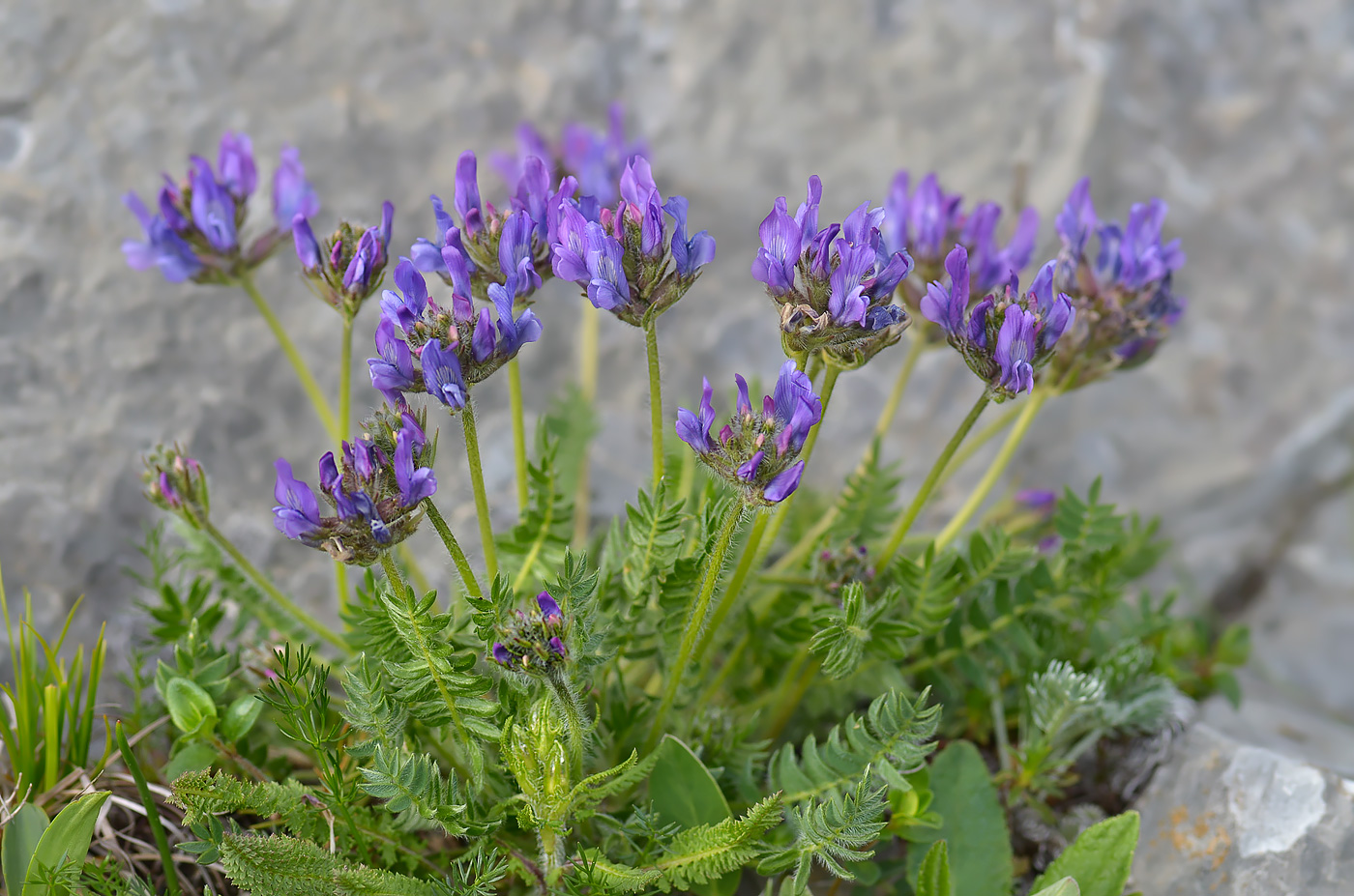 Изображение особи Oxytropis lazica.