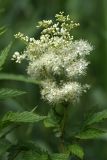 Filipendula ulmaria ssp. denudata