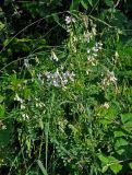 Vicia sylvatica. Верхушки побегов с соцветиями и созревающими плодами. Сербия, национальный парк Тара, плоскогорье Равна Тара, луг на опушке смешанного леса. 08.07.2019.