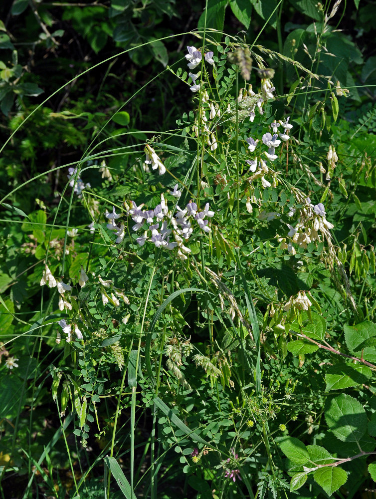 Image of Vicia sylvatica specimen.