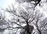 Quercus robur. Крона дерева с Viscus album. Беларусь, г. Гродно, лесопарк Пышки. 24.12.2018.