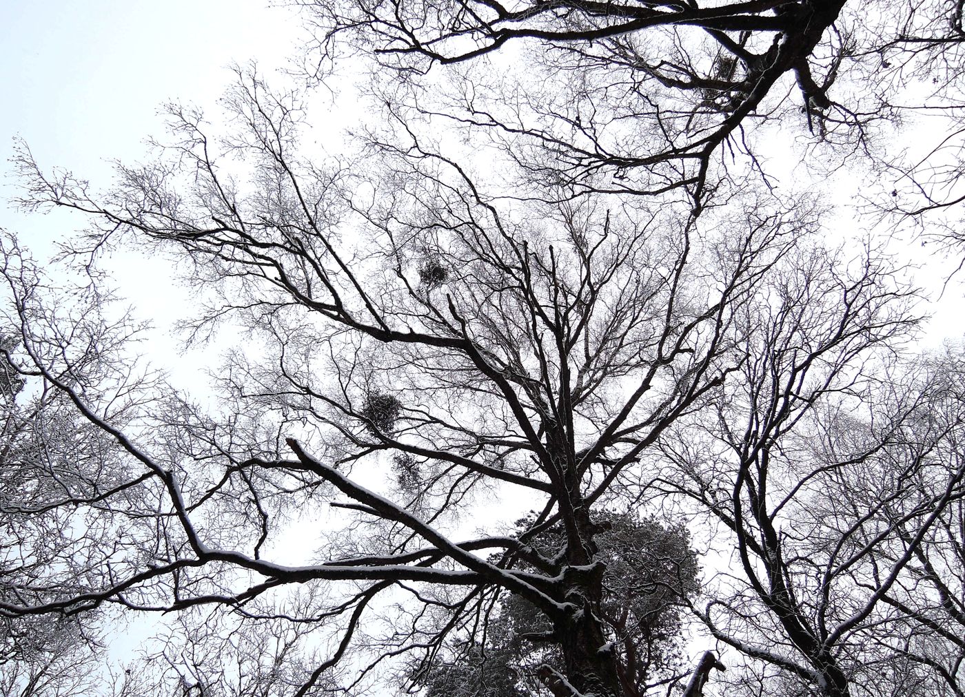 Image of Quercus robur specimen.