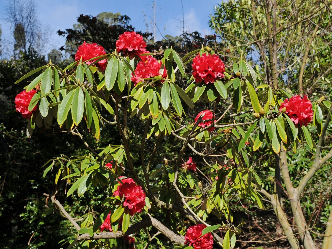 Image of Rhododendron arboreum specimen.