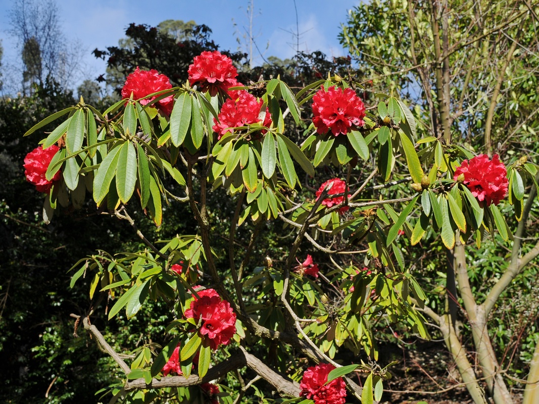 Изображение особи Rhododendron arboreum.