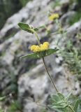 род Phlomis