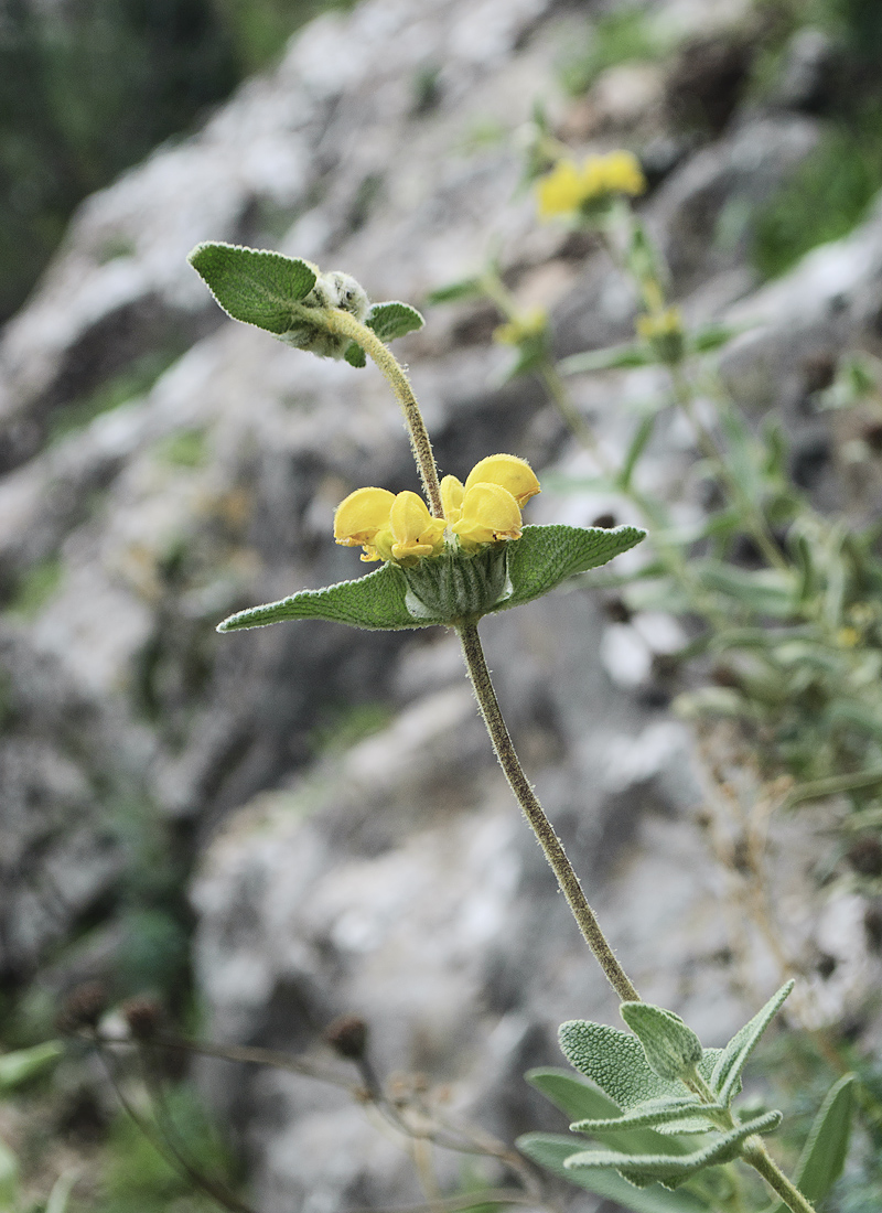 Изображение особи род Phlomis.