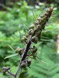 Aconitum septentrionale