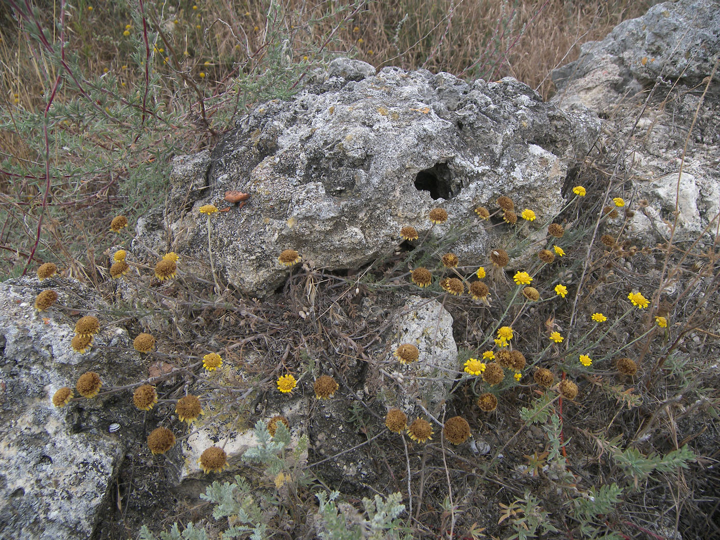 Изображение особи Anthemis monantha.