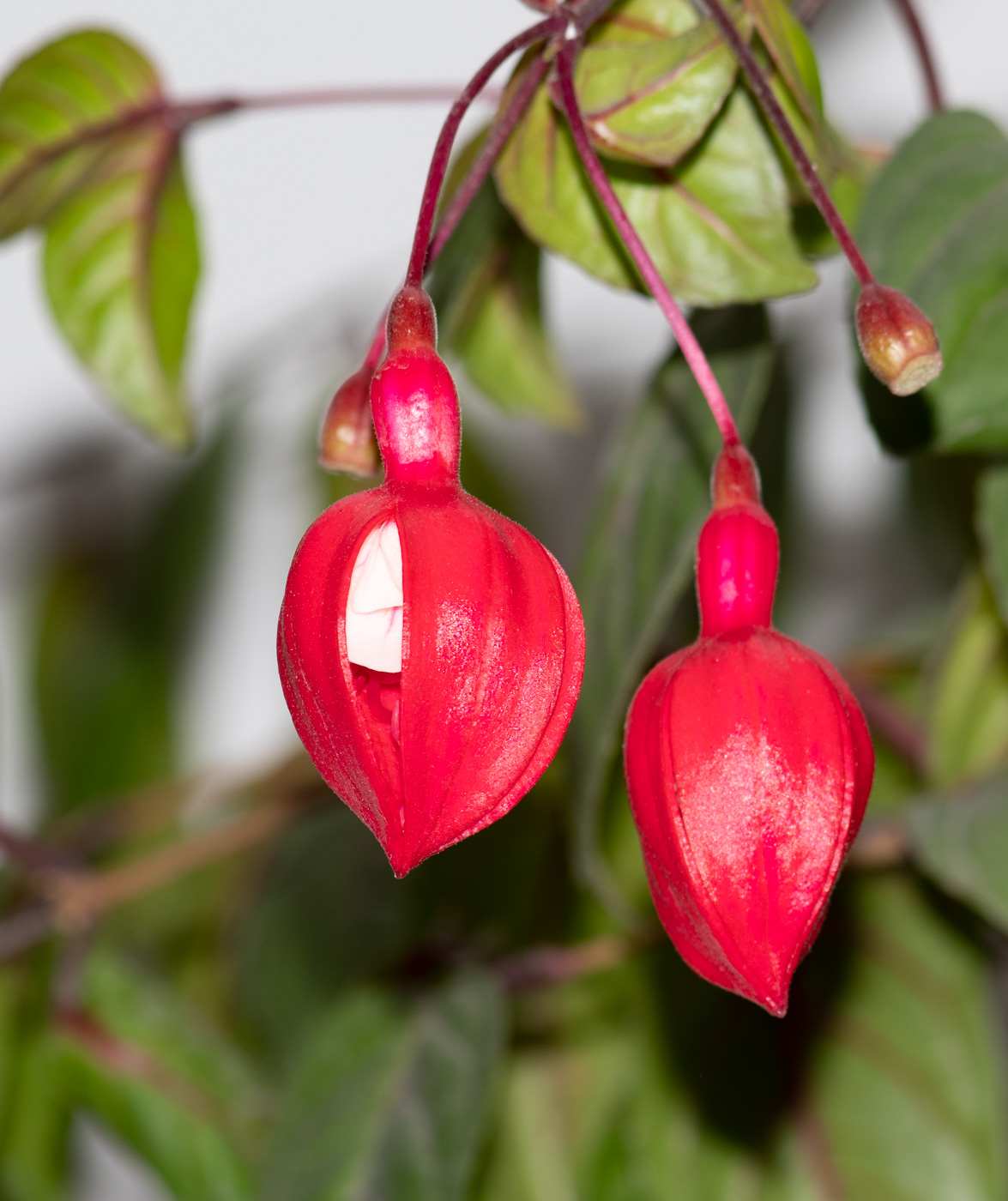 Изображение особи род Fuchsia.