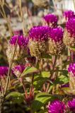 Gomphrena globosa