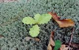 Quercus petraea. Молодое растение среди ковра Cladonia. Краснодарский край, м/о г. Геленджик, Архипо-Осиповский сельский округ, окр. села Тешебс. 11.09.2018.