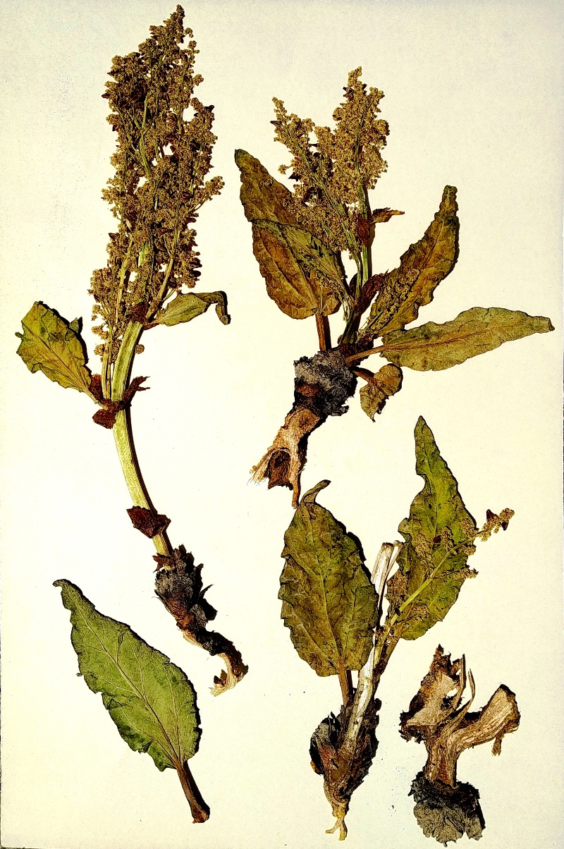 Image of Rheum uzengukuushi specimen.