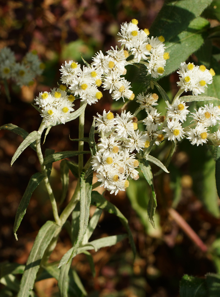 Image of Anaphalis margaritacea specimen.