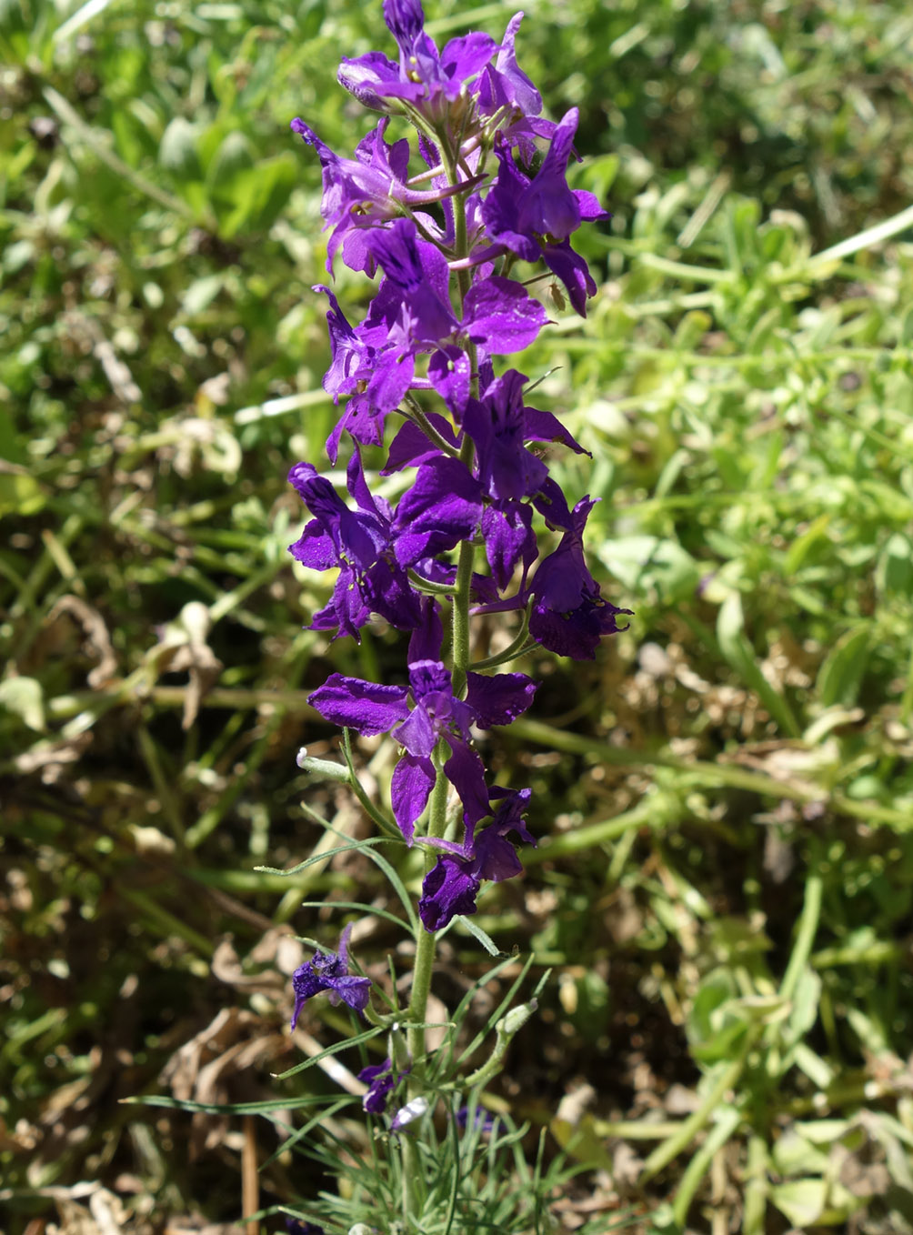 Image of Delphinium hispanicum specimen.