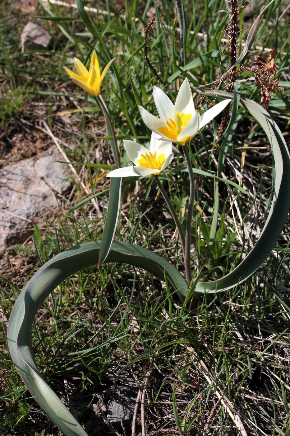 Image of Tulipa turkestanica specimen.