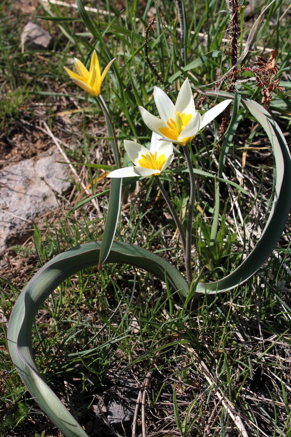 Изображение особи Tulipa turkestanica.