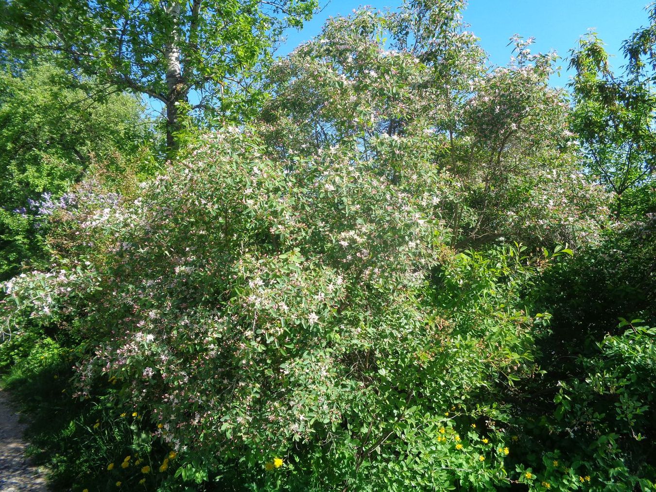 Image of Lonicera tatarica specimen.