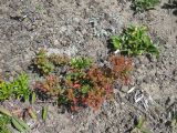 Spiraea beauverdiana. Плодоносящие растения в осенней окраске. Камчатский край, Елизовский район, природный парк \"Вулканы Камчатки\", кордон Авачинский перевал, горная тундра 990 м н.у.м. 20.08.2010.