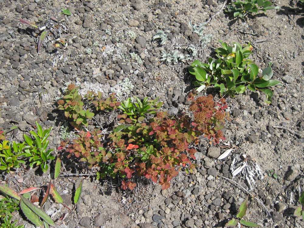 Image of Spiraea beauverdiana specimen.