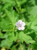 Geranium sibiricum. Верхушка побега с цветком и бутонами. Приморский край, г. Артем, р-н Артемовской ТЭЦ, около канавы вокруг стадиона. 31.08.2019.