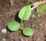 Pulmonaria obscura × P. officinalis