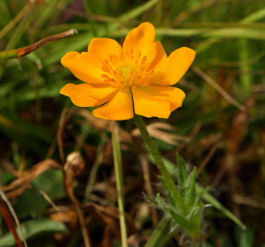 Image of Anemonastrum speciosum specimen.