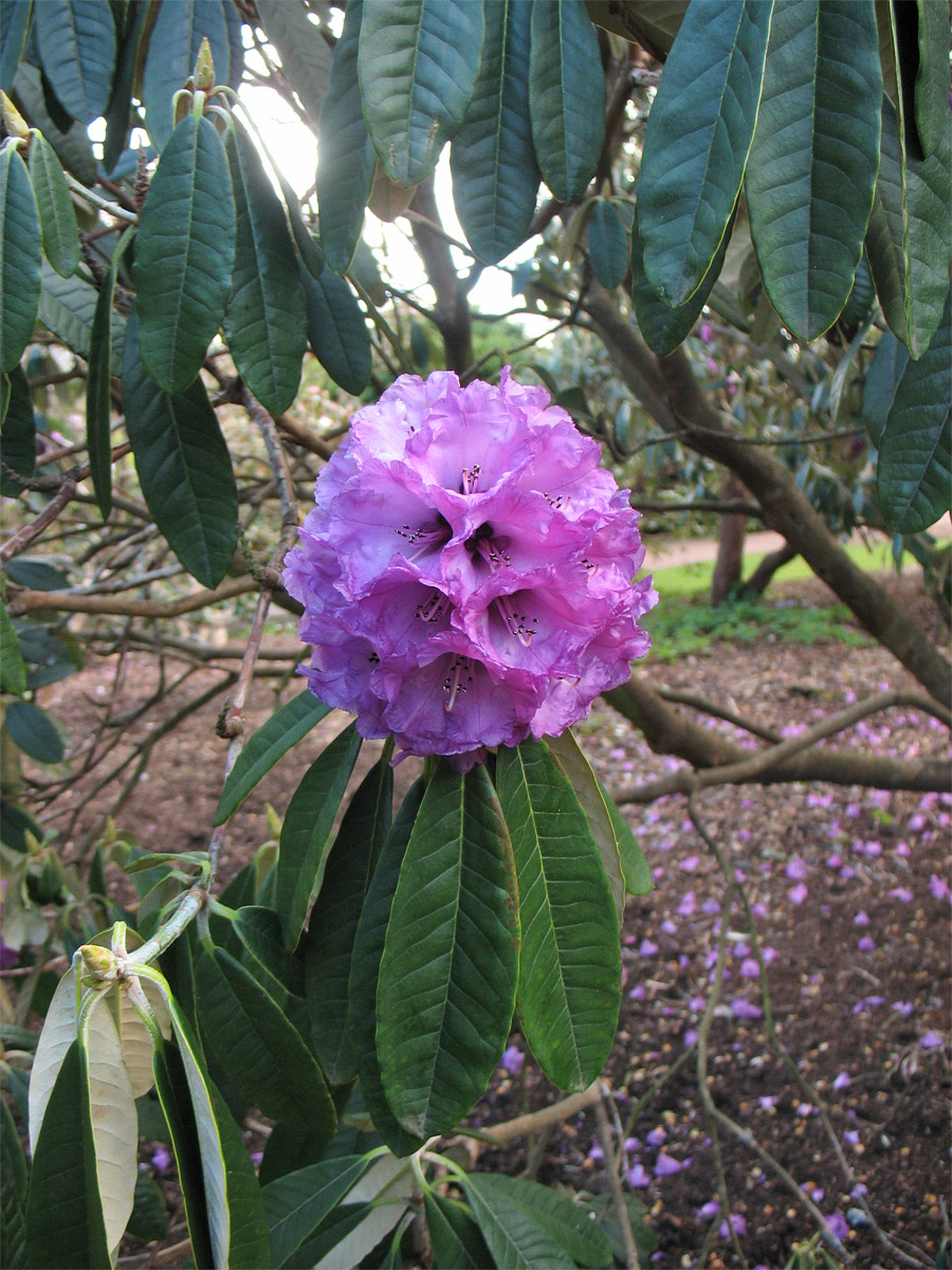 Image of Rhododendron lanigerum specimen.