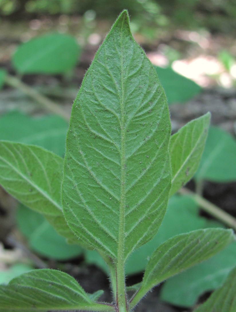 Изображение особи род Lysimachia.