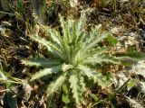 Carlina biebersteinii