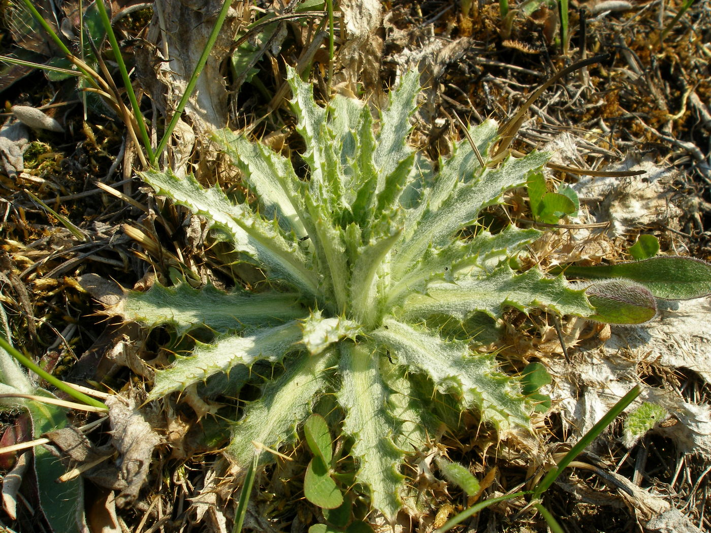 Изображение особи Carlina biebersteinii.