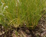род Stipa. Листья и основания стеблей. Украина, г. Запорожье, восточная окраина, долина р. Мокрая Московка, левый берег, злаково-разнотравная степь на вершине холма восточнее гранитного карьера. 06.06.2020.