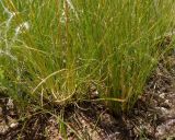 genus Stipa