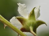 Rubus crataegifolius