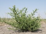 Salicornia perennans. Вегетирующее растение на дне пересохшего водоёма в пойме. Север Краснодарского края, окр. хут. Гудко-Лиманский, пойма р. Ея. 30.08.2010.
