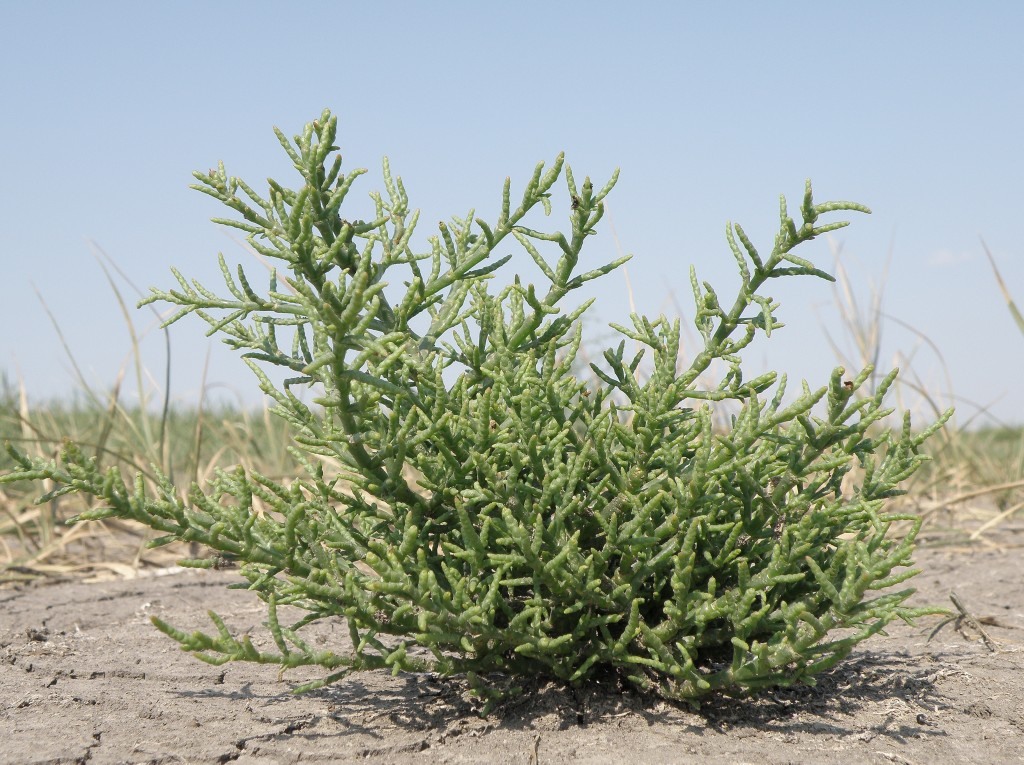 Image of Salicornia perennans specimen.