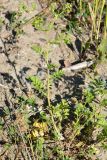 Potentilla supina