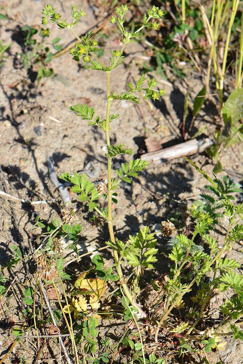 Image of Potentilla supina specimen.