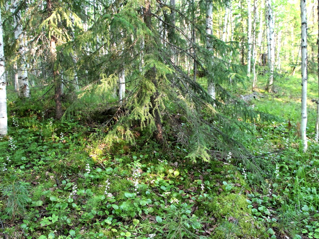 Image of Pyrola incarnata specimen.