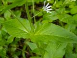 Stellaria nemorum