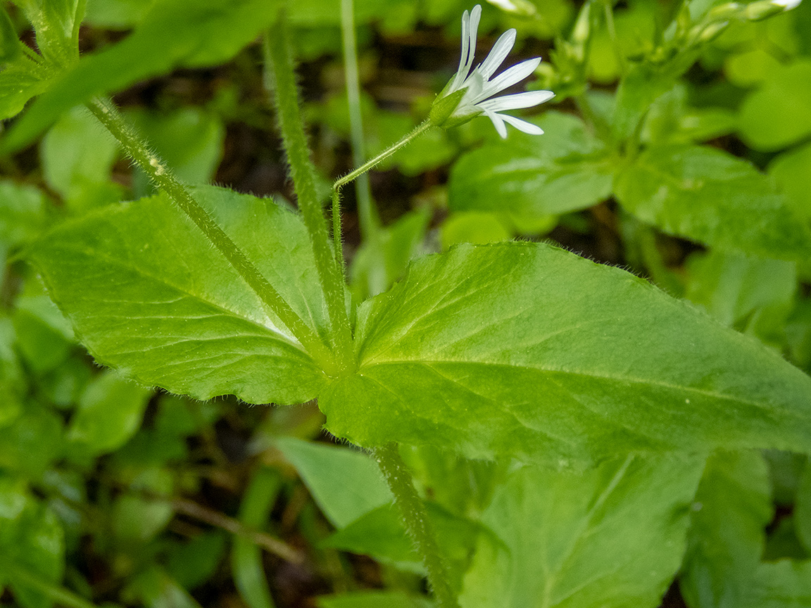 Image of Stellaria nemorum specimen.